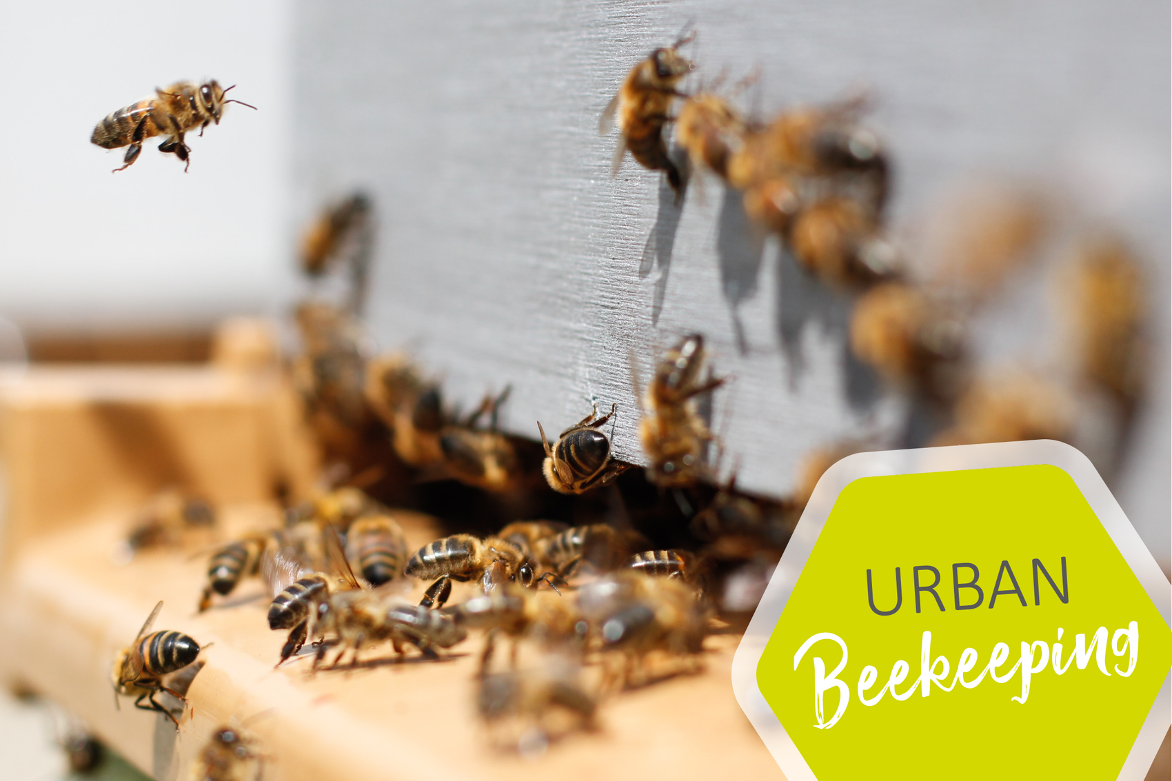 Urban Beekeeping im Campus Living Darmstadt
